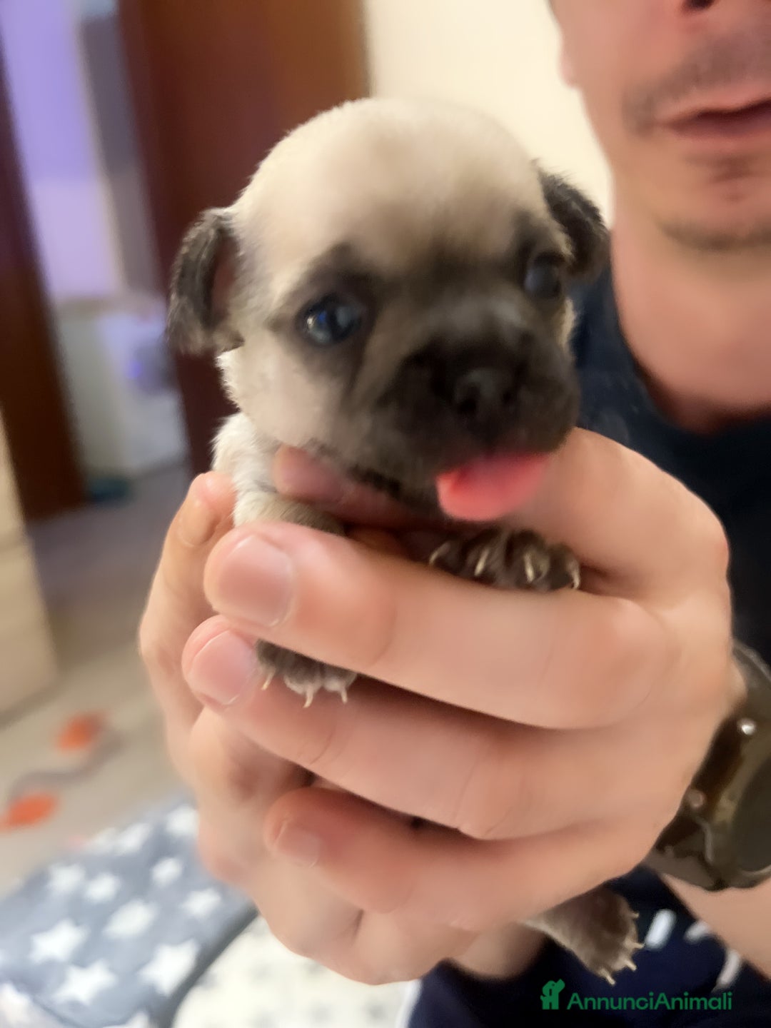 Chihuahua cani in vendita: Chihuahua  - Annuncio 7