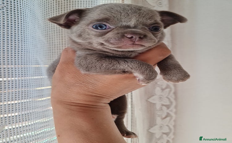 Chihuahua cani a Provincia di Biella - Annuncio 11