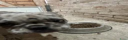 Bulldog Francese cani in vendita: Bulldog francese  - Annuncio 5