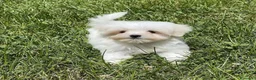 Maltese cani in vendita: Maltese toy - Annuncio 1