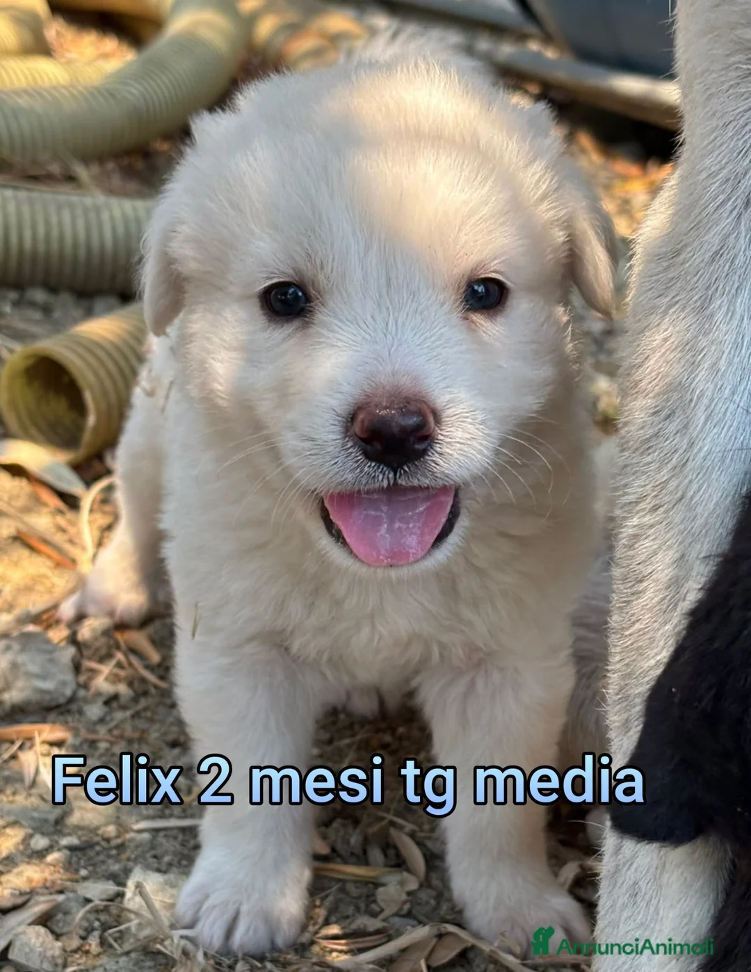 Meticcio cani in regalo: CUCCIOLI, URGENTE: TEMPO SCADUTO  a Provincia di Arezzo - Annuncio 1