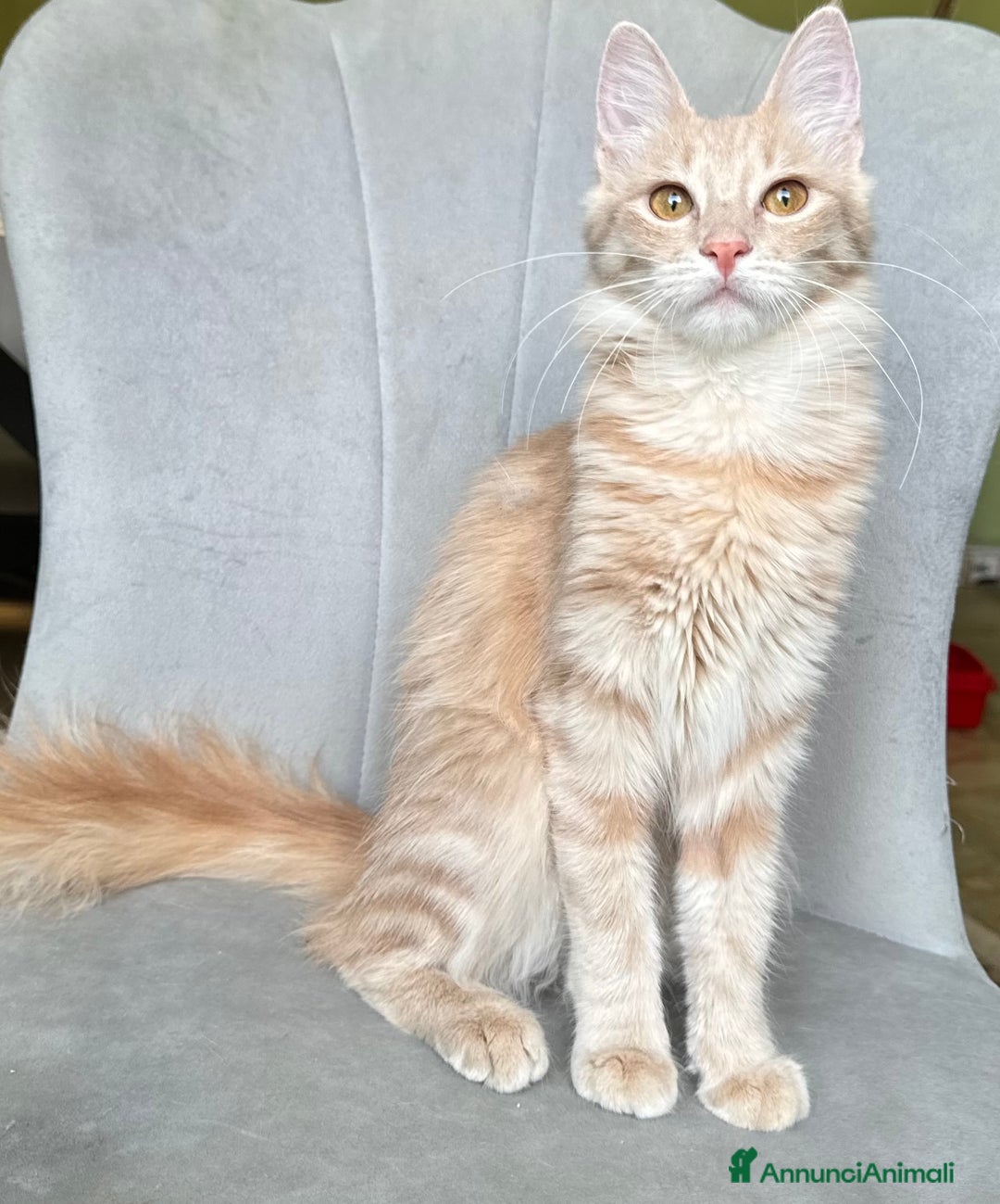 Angora turco gatti in vendita: Angora Turco, gattina di razza - Annuncio 4