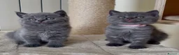 Scottish gatti in vendita: Scottish fold e straight  - Annuncio 10