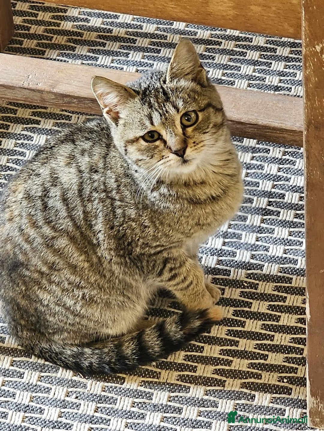 Europeo gatti in regalo: PALLINA, piccola micina di soli 3 mesi - Annuncio 2