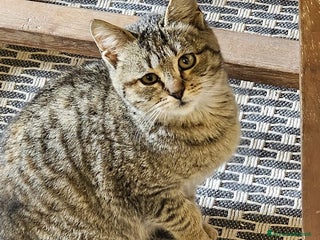 Europeo gatti PALLINA, piccola micina di soli 3 mesi - Annuncio 15