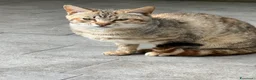 Europeo gatti in regalo: MORGANA E SCHEGGIA CERCANO ADOZIONE (POZZUOLI NA) a Città Metropolitana di Napoli - Annuncio 2