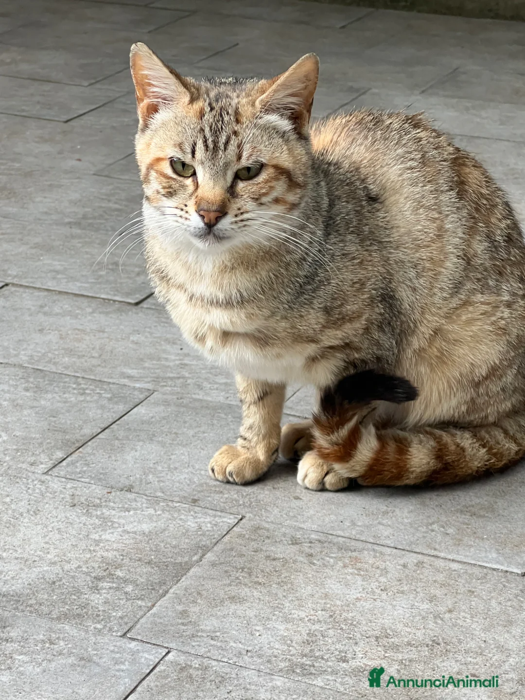 Europeo gatti in regalo: MORGANA E SCHEGGIA CERCANO ADOZIONE (POZZUOLI NA) a Città Metropolitana di Napoli - Annuncio 2