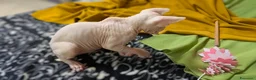 Sphynx gatti in vendita: 2 Gattini  Canadian Sphynx con PEDIGREE Maschietti - Annuncio 3