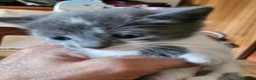 Meticcio gatti in vendita: Gattino  - Annuncio 3