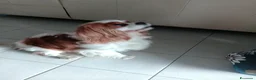 Cavalier King cani per accoppiamento: Cerco per accoppiamento  a Città Metropolitana di Torino - Annuncio 3