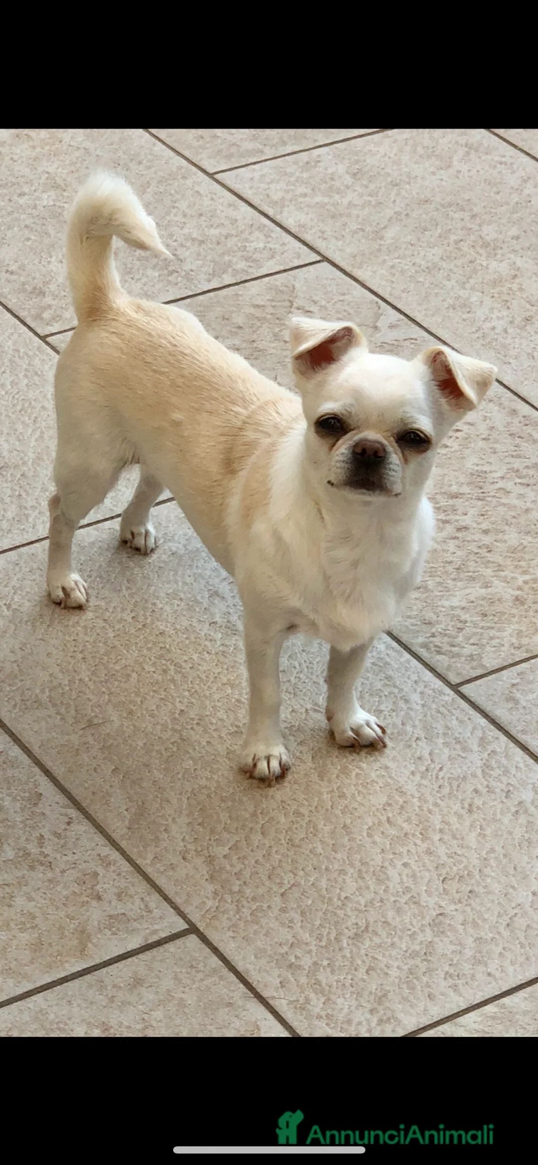 Chihuahua cani in vendita: Femmina a pelo corto  - Annuncio 3