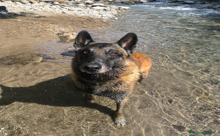Pastore Belga cani a Provincia di Lecco - Annuncio 4