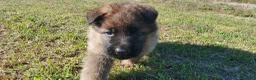 Pastore Tedesco cani in vendita: Pastore tedesco  - Annuncio 7