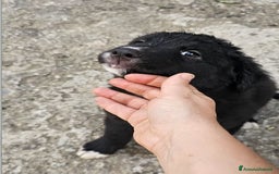 Meticcio cani in regalo: Laika & Brika, 65 giorni a Provincia di Bergamo - Immagine 5