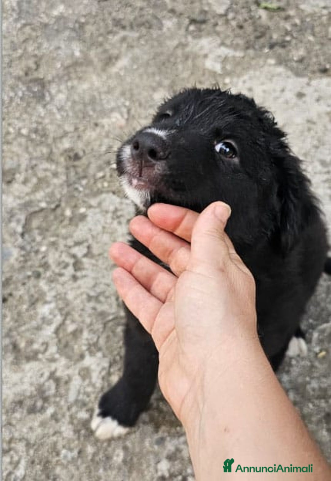 Meticcio cani in regalo: Laika & Brika, 65 giorni a Provincia di Bergamo - Immagine 5