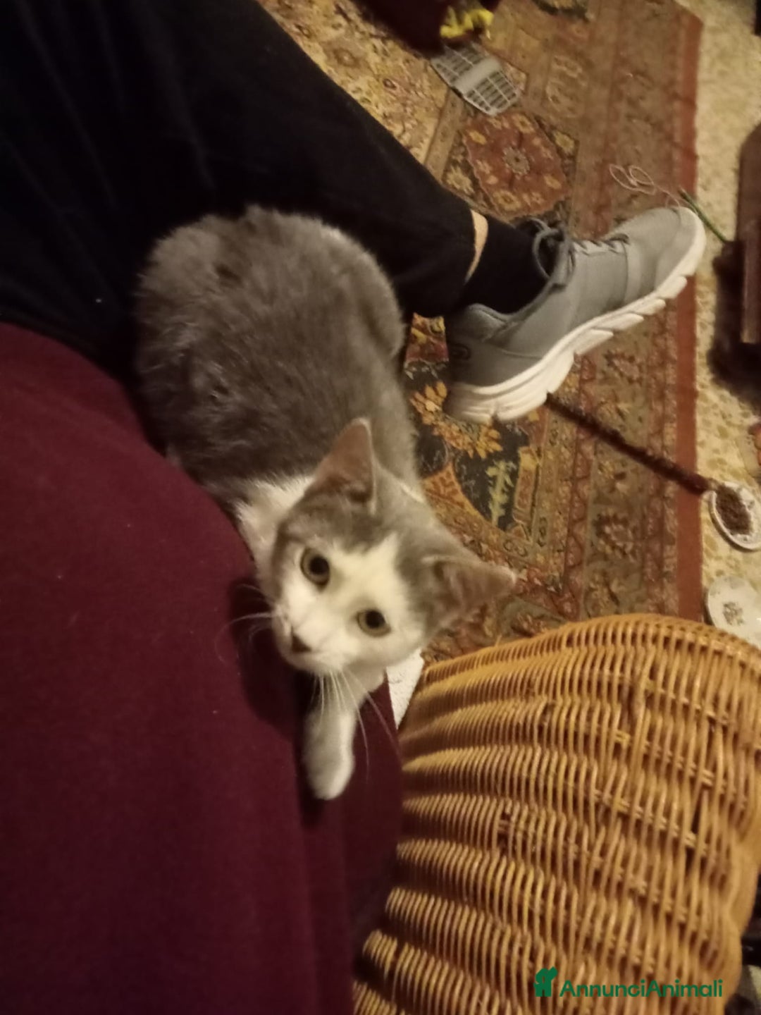 Altre razze gatti in regalo: GATTINI - Annuncio 4