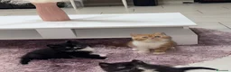 Persiano gatti in vendita: Catania - Annuncio 5