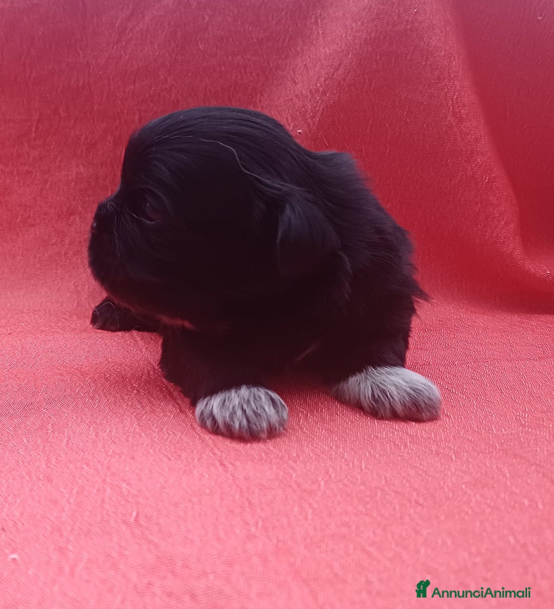 Shih Tzu cani in vendita: Cuccioli shih-tzu  - Annuncio 3