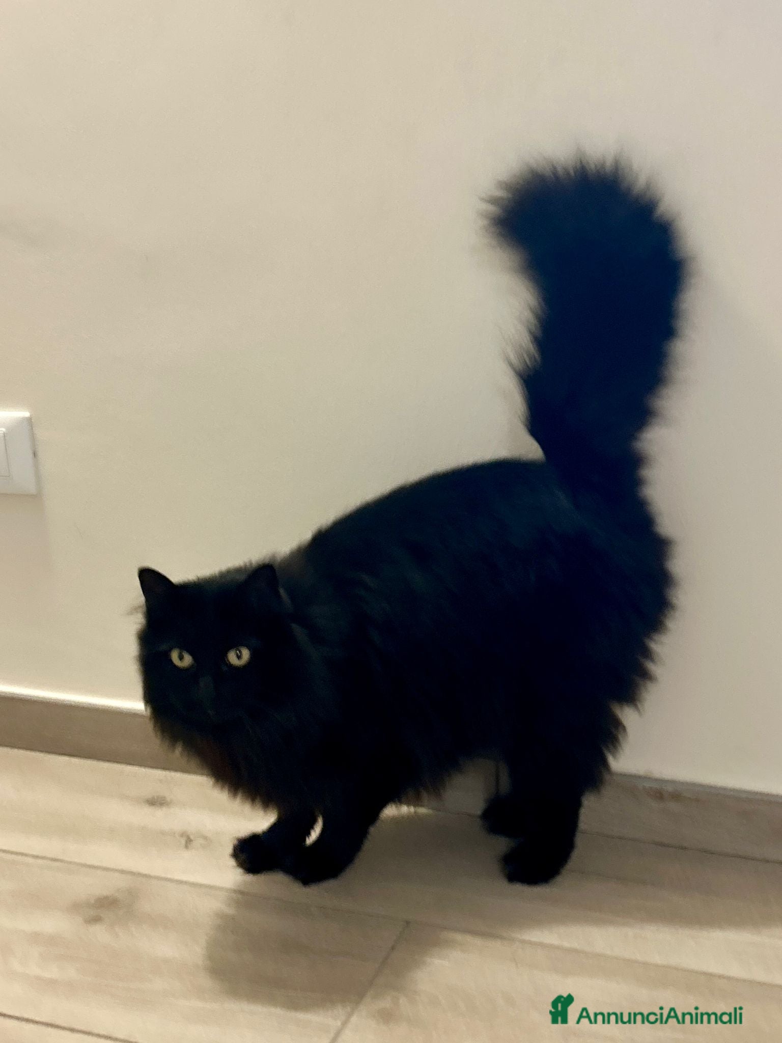 Meticcio gatti Regalo gatta dolcissima - Annuncio 1