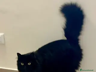 Meticcio gatti Regalo gatta dolcissima - Annuncio 1