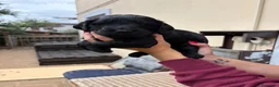 Meticcio cani in vendita: Cuccioli di Goldendoodle  - Annuncio 16