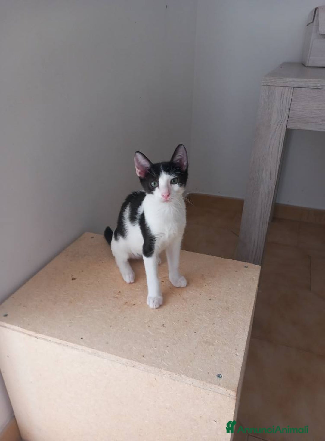 Europeo gatti in regalo: Dolce micino da adottare, LUPIN! - Annuncio 8