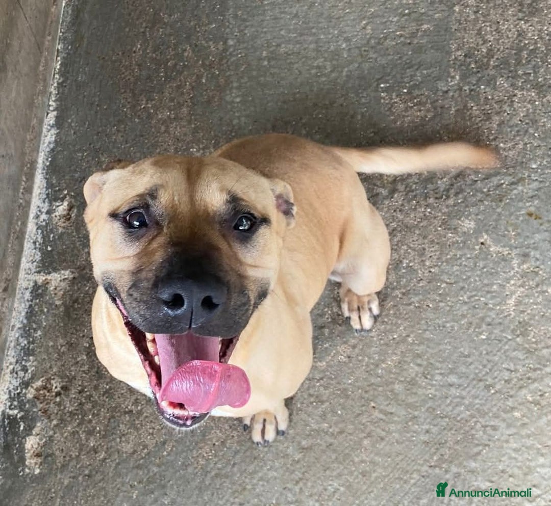 Meticcio cani in regalo: OTIS. - Annuncio 1