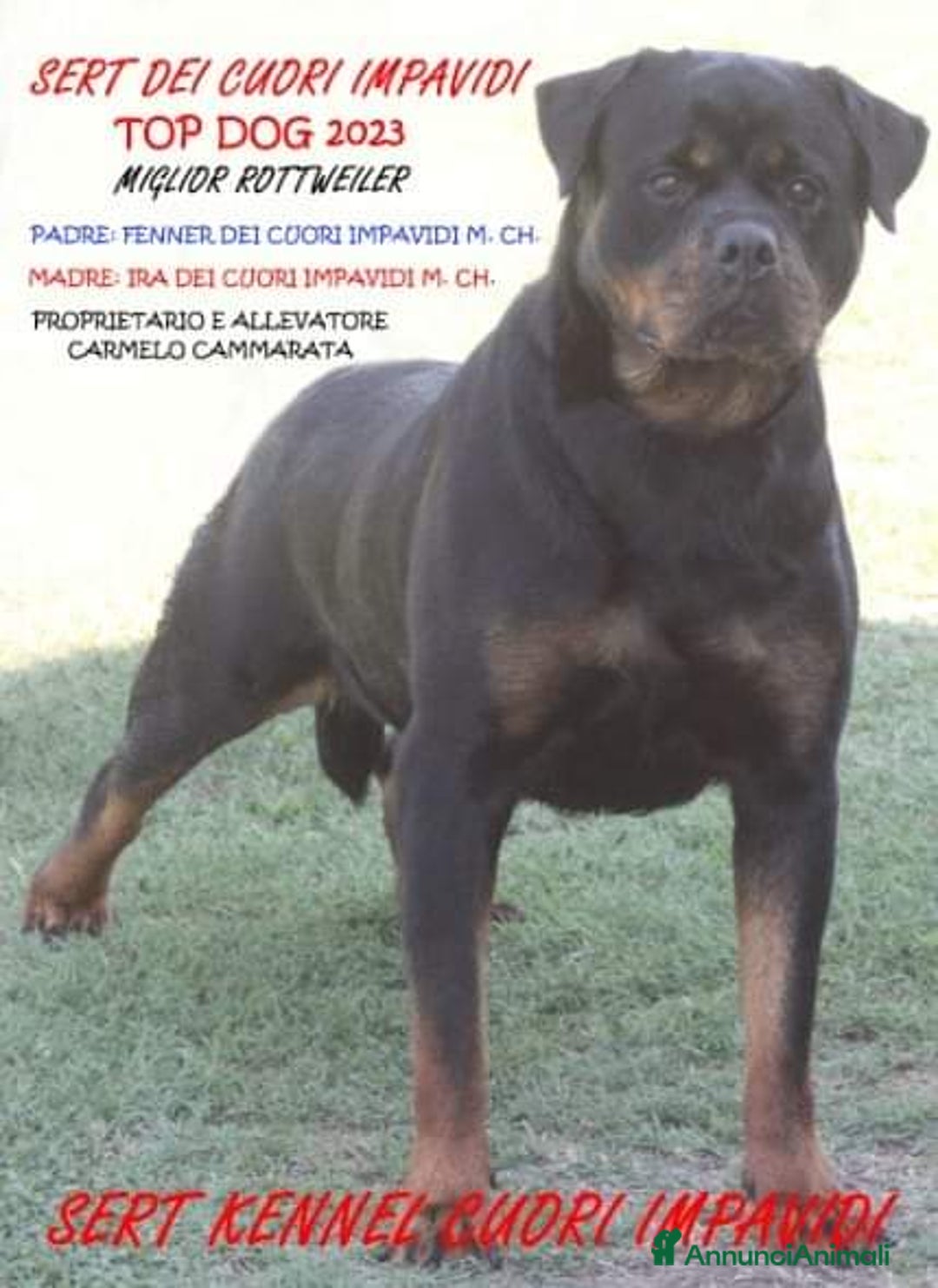 Rottweiler cani in vendita: Rottweiler - Annuncio 10