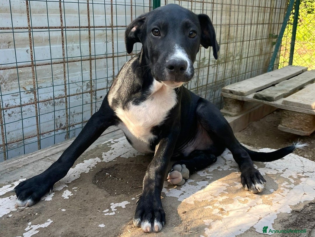 Meticcio cani in regalo: IL SIMPATICO MUSETTO DI THOR - Immagine 2