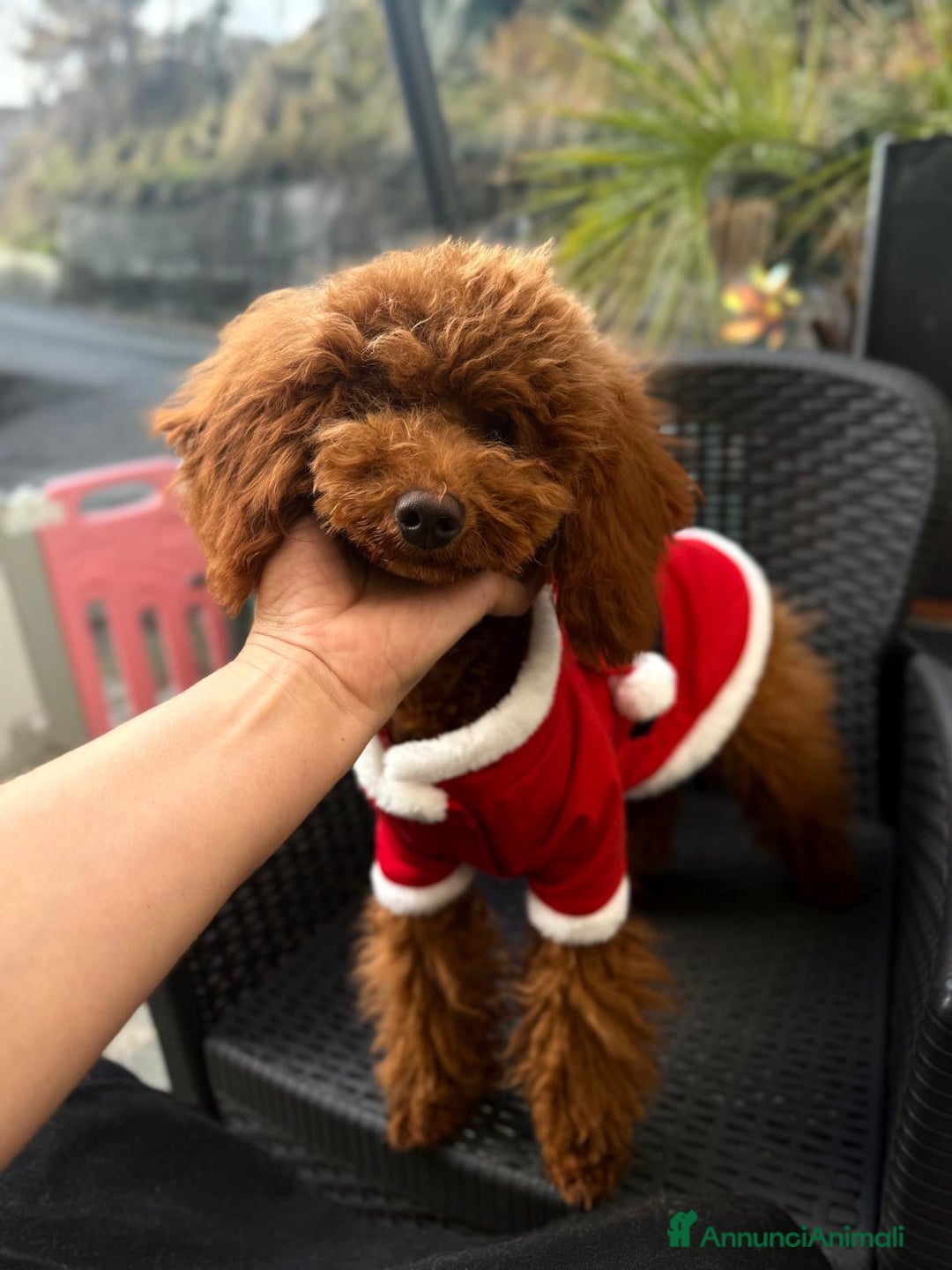 Barboncino Toy cani in vendita: Barboncino nano  - Annuncio 4