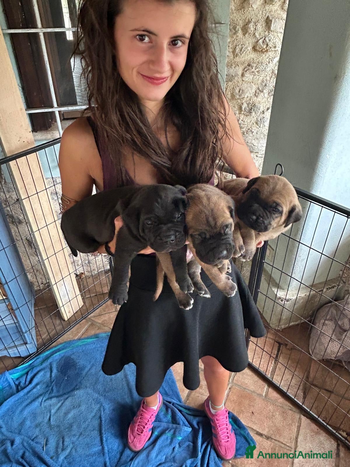 Cane Corso cani Cuccioli di cane corso - Annuncio 6