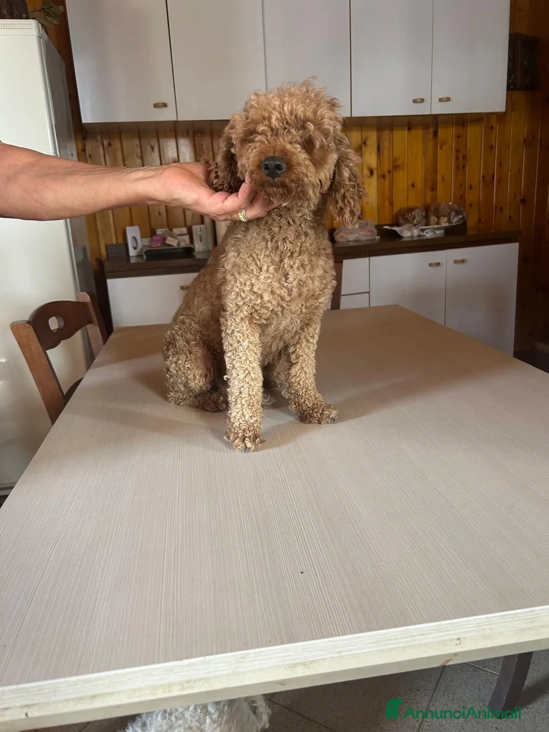 Barboncino cani in vendita: Barboncini nani a Provincia di Alessandria - Annuncio 1