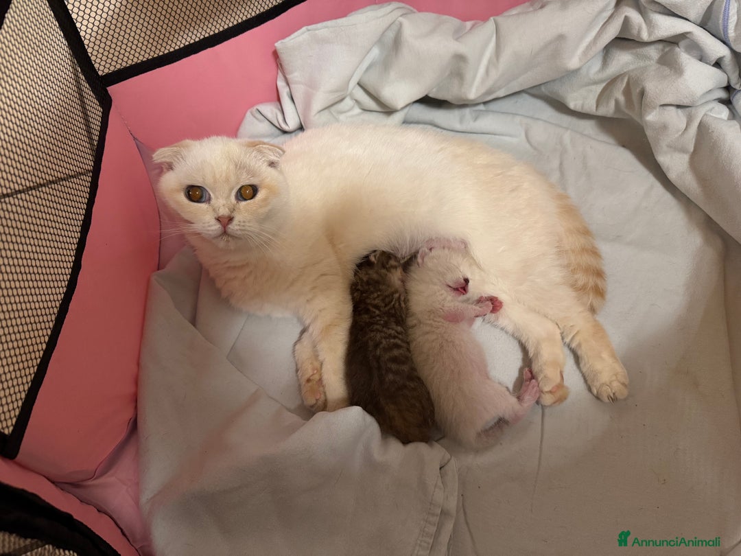 Munchkin gatti in vendita: Mini gatti Munchkin - Annuncio 5