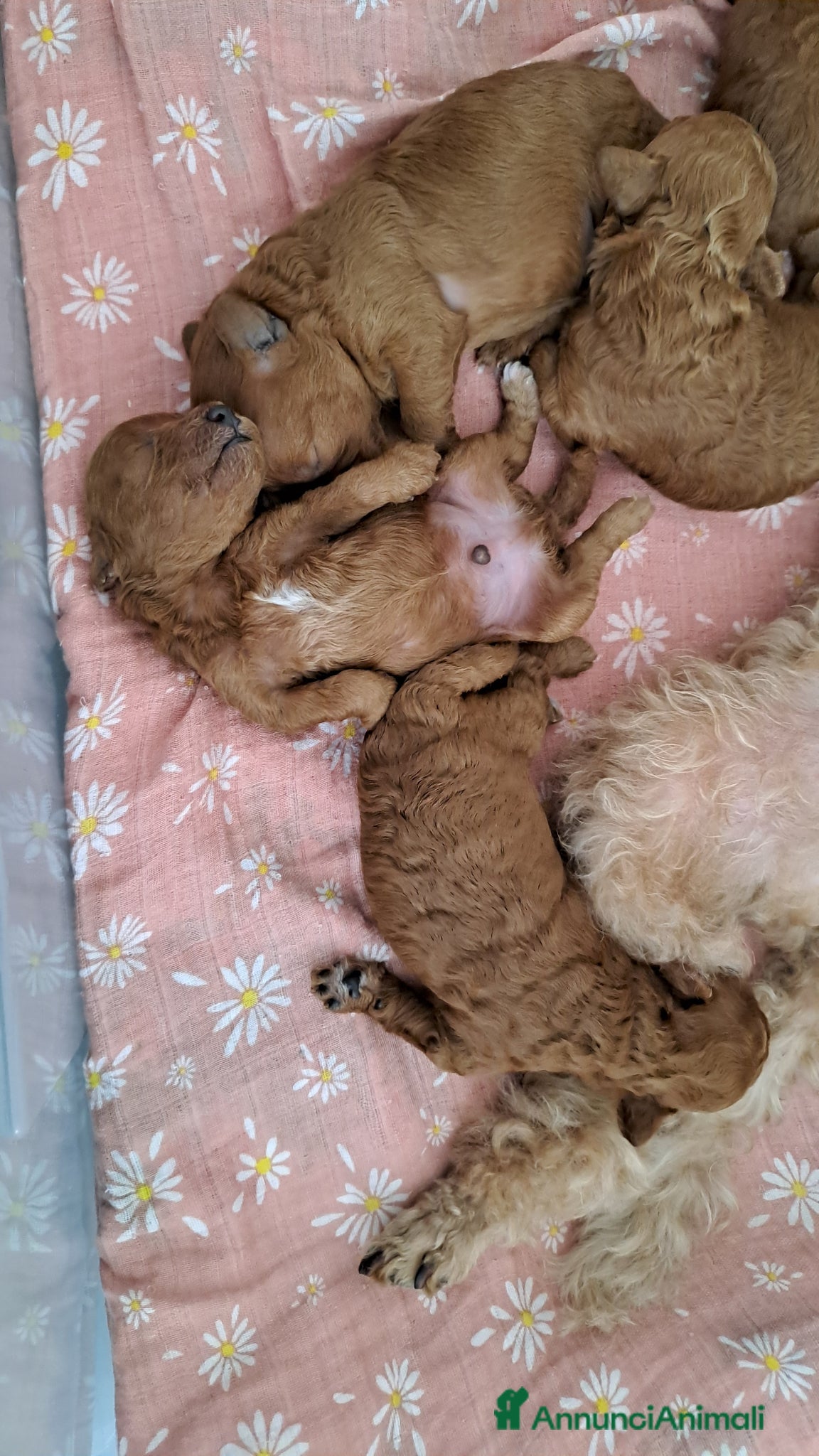 Barboncino cani in vendita: Barboncini  a Provincia di Pisa - Annuncio 6