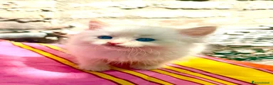 Ragdoll 3
