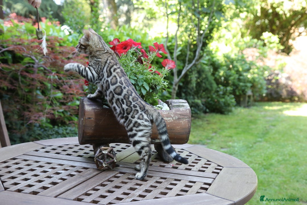 Immagine della galleria {{count}}