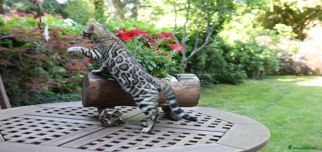 Immagine della galleria {{count}}