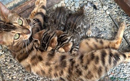Bengala gatti in vendita: Cucciole di Bengal con Pedigree a Provincia di Asti - Immagine 5