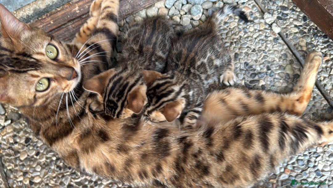 Bengala gatti in vendita: Cucciole di Bengal con Pedigree a Provincia di Asti - Immagine 5