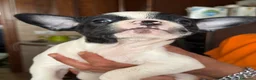 Bulldog Francese cani in vendita: Cuccioli di bulldog Francesce  a Provincia di Campobasso - Annuncio 13