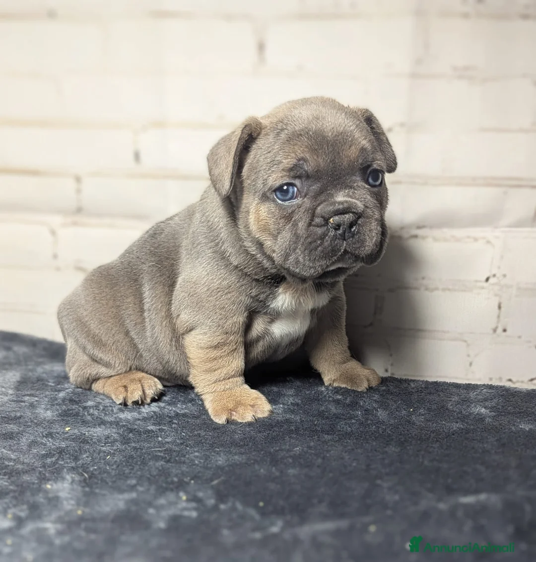 Bulldog Francese cani in vendita: Bulldog francesi merle e blu - Annuncio 7