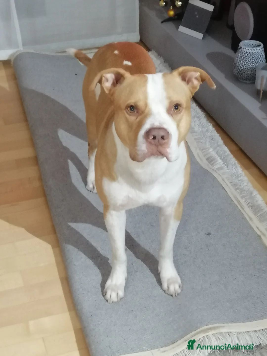 Pitbull cani per accoppiamento: Pitbull ADBA per monta a Città Metropolitana di Bologna - Annuncio 2