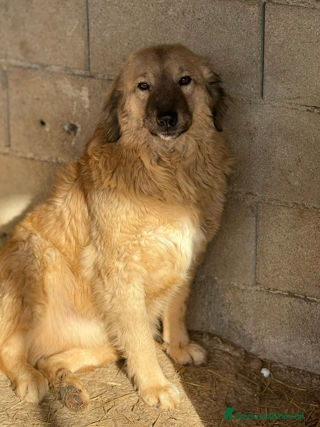 Meticcio cani in regalo: PETRA & PARSIFAL, fratellini pelosoni - Annuncio 8