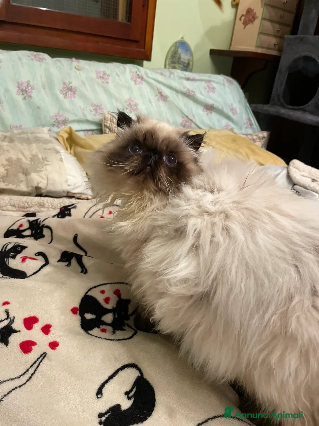 Persiano gatti in vendita: gatto persiano color point himalaiano - Annuncio 1