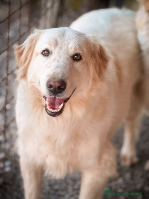 Meticcio cani Alec . - Annuncio 18