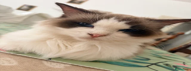 Miyuki