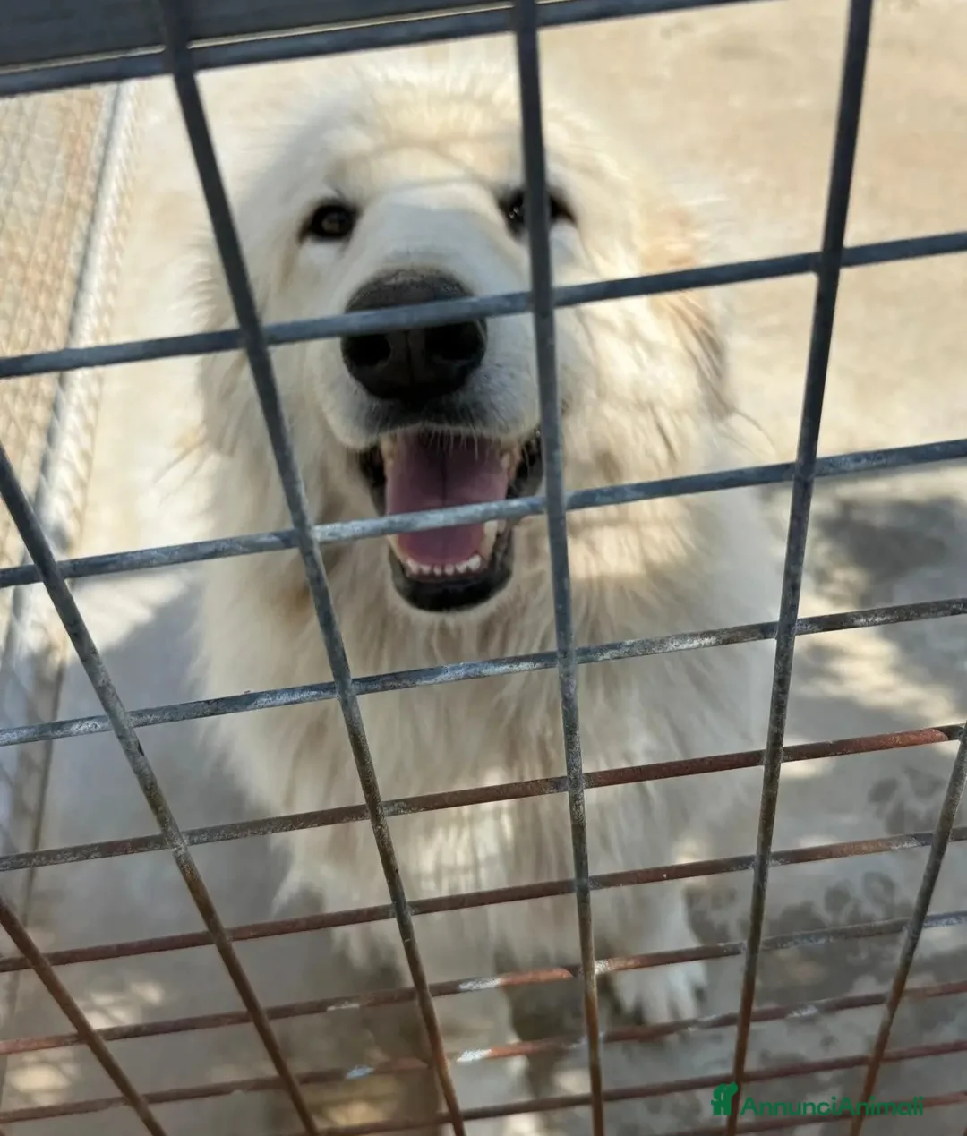 Meticcio cani in regalo: 3anni SPLENDIDO,POCHI GIORNI E SPARIRÀ!  - Annuncio 2