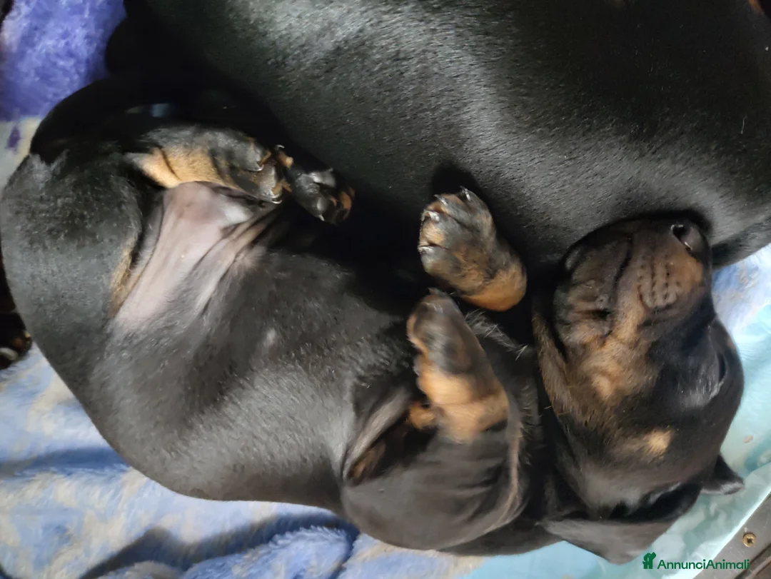 Bassotto cani in vendita: Vendita cuccioli di bassotto - Annuncio 5