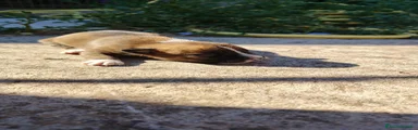 American Staffordshire 5