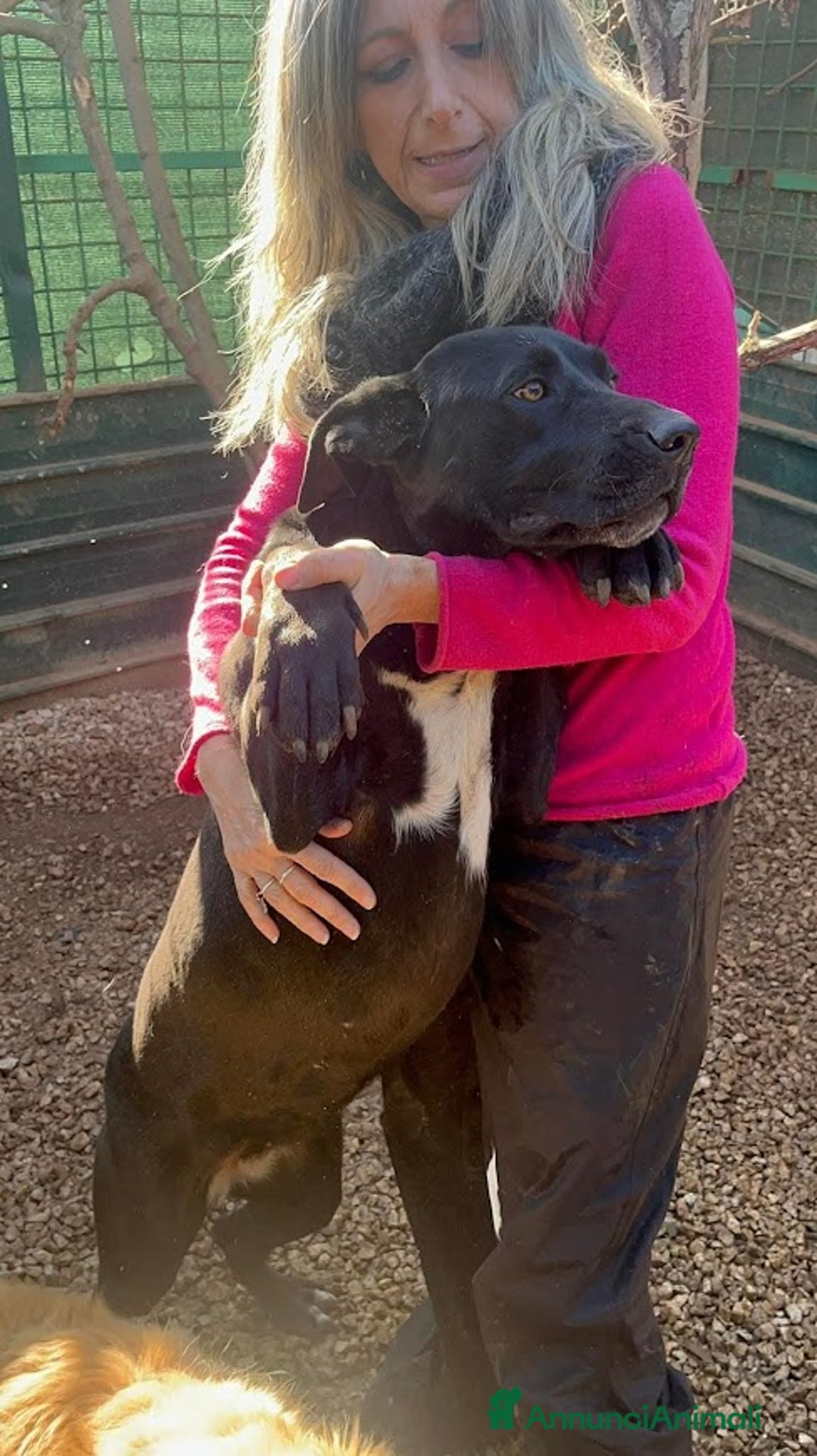 Cane Corso cani in regalo: OLIMPIA panterona dal cuore grande - Annuncio 1
